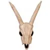 SKELETON GAZELLE HEAD
